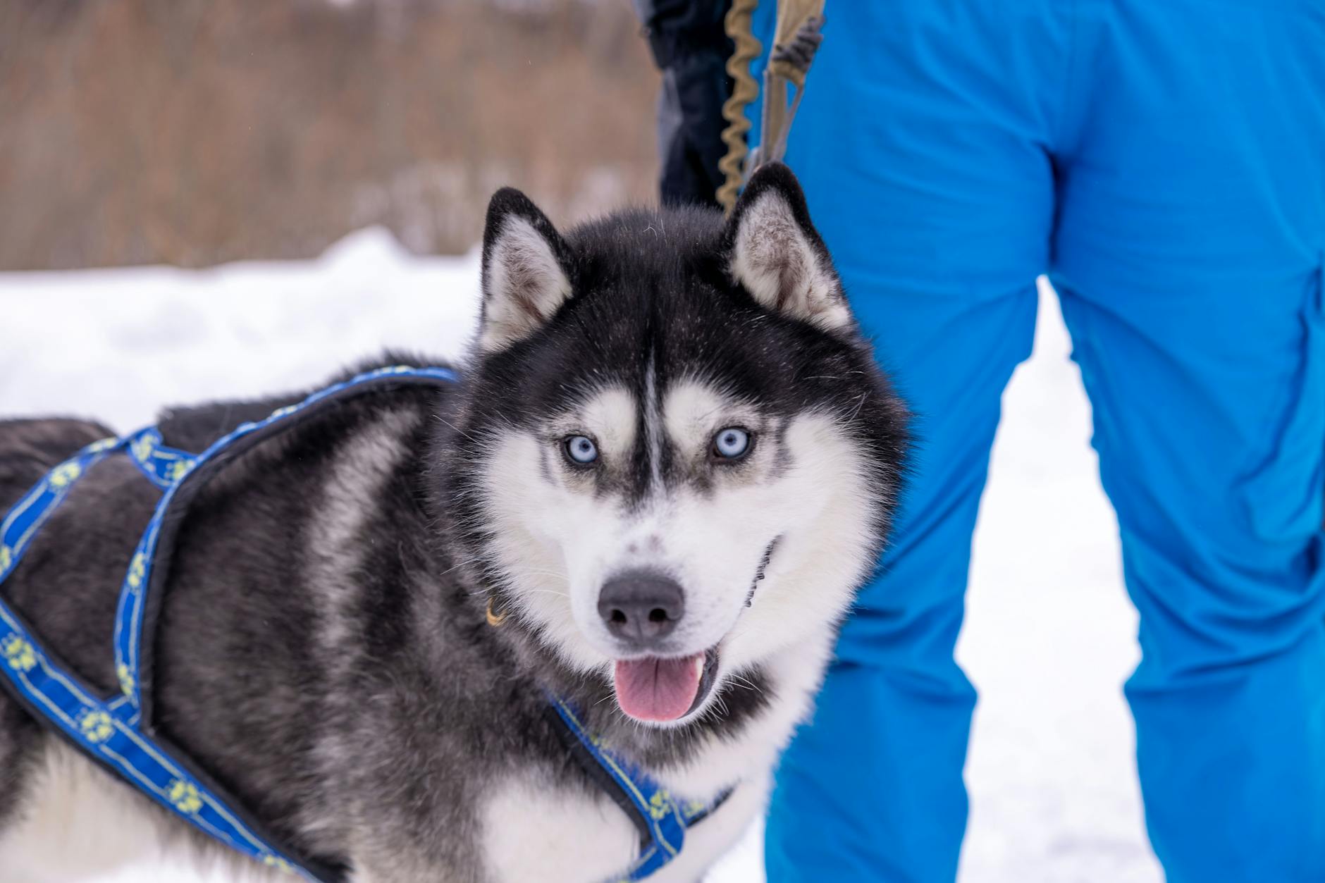 Husky dog sledding in snowy Norwegian landscape