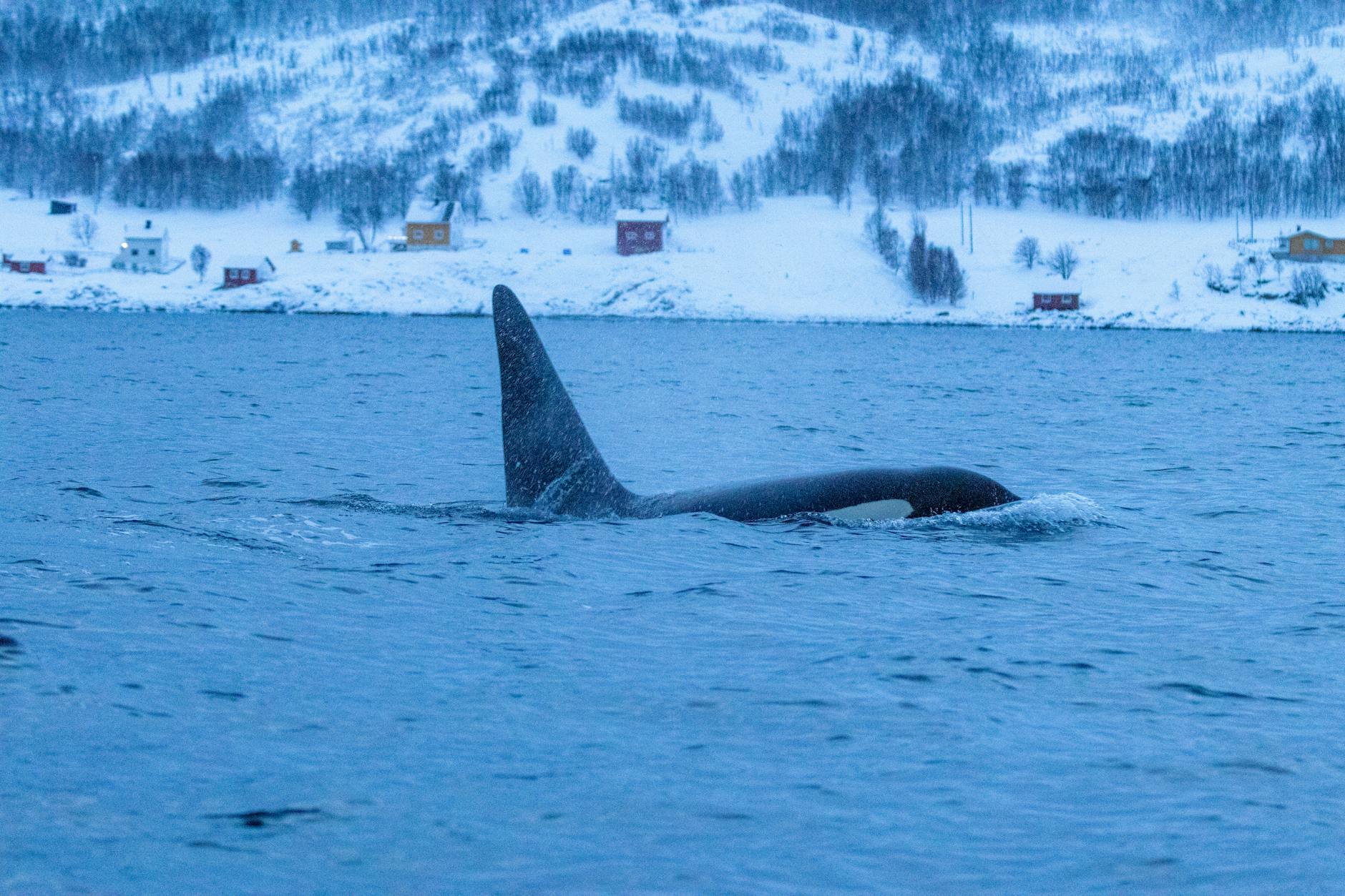 Whale watching in Norwegian waters